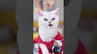 Is This the Right Way to Use a Water Dispenser Hilarious Pet Moment #unboxing #reaction #meow #diy