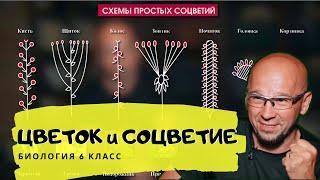 Цветок. Соцветия. Строение цветка растений. Формулы цветков. Ботаника. Видеоурок. Биология 6 класс