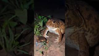 BULLFROG love Rain Frog boing boing funny | Funny catch frogs jumping | Animal for funny | Funny Fro