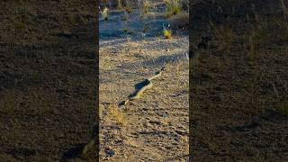 Mojave Green rattlesnake most venomous snake 3 footer!