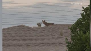 Coyotes take over Arcadia neighborhood