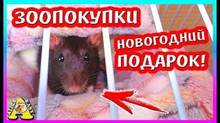 ЗООПОКУПКИ / ДАРИМ НОВОГОДНИЕ ПОДАРКИ / КРЫСЫ  и ХОМКИ/ Alisa Easy Pets