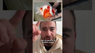 The world’s LARGEST goldfish