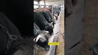 #molbozor2024 #cow #hossaindairyfarm2023cowscollection #2024 #animals #hossaindairyfarm2023collectio