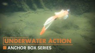 RUNCL AnchorBox Series Soft Lures' Underwater Action | Tips