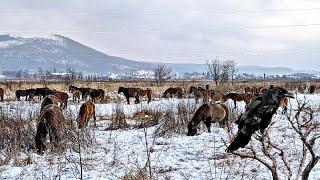 Winter in Ukraine  - snowy, mountains, horses - perfect day for strolling )