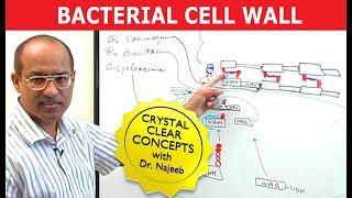 Bacterial Cell Wall