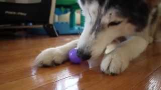 Easter Bunny Visits Mishka the Talking Husky!