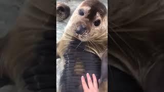 fur seal loves tummy stroking