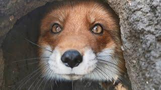 Foxes prepare for the arrival of their cubs