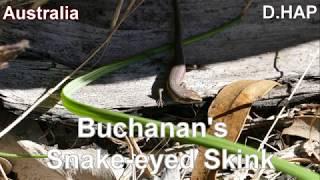 [호주_Australia] Buchanan's snake eyed skink (뱀눈도마뱀)