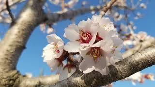 Prunus dulcis,sweet almond blooming,bajame e ëmbël e çelur(2)