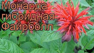 Монарда гибридная Файрболл (monarda x hybrida)  обзор: как сажать, рассада монарды Файрболл