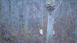 Big Vermont Bull Moose