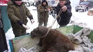 Заплывшего в Сюнай Сале моржа доставили в Яр Сале