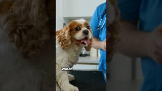 PET  owner must Watch#dogcaretips#petcaretips #shorts#shortsvideo