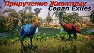 Приручение животных, Conan Exiles, Обновление