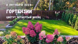 Самые стойкие метельчатые гортензии цветут четвертый месяц.