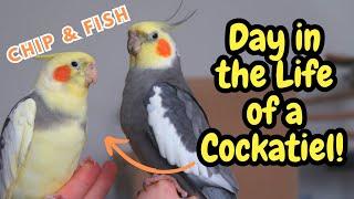 Day in the Life of a Cockatiel! | BirdNerdSophie