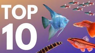 Top 10 Aquarium Fish for Beginners