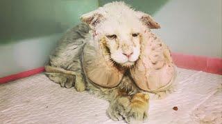 He look alike a lion with two huge "TUMOR" on his face! They abandoned him on the street...