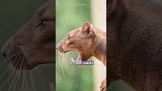 8 Fascinating Animal Facts You Didn't Know!