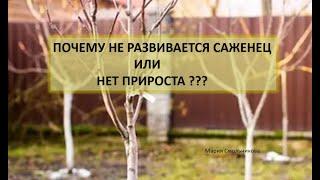 Почему не развивается саженец или нет прироста ???