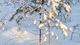 Охота на РЯБЧИКА поздней осенью.Разведка новых мест 