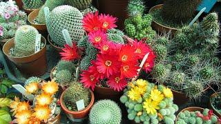 Top 10 BEST Flowering Cactus Plants