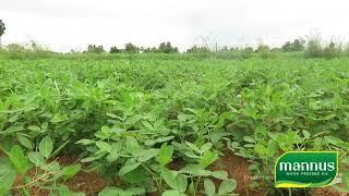 Groundnut Farming by Mannus Fam Fresh( Wood Pressed Groundnut oil )