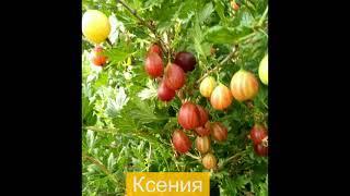 Какой выбрать сорт крыжовника, чтобы вкусно накормить семью? Топ 10 сортов.