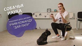 Дрессировка щенка: Трюки! Команда "Дай Лапу".