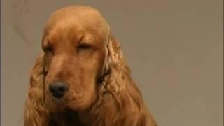 The Cocker Spaniel - Pet Dog Documentary