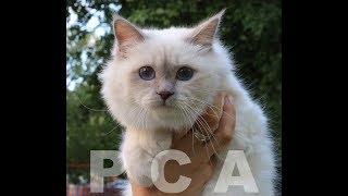 Священная бирманская кошка. Выставка кошек PCA on-line.