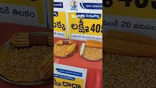 #farmer #agriculture #cropproduction #maize #kisan #laxmisikka