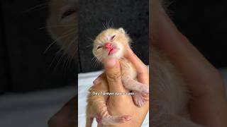 rescue story of a cute kitten with sore eyes #cat #kitten #catlover #cutecat