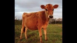 Prophecy Unfolds: "The Red Heifer Prophecy" / Irvin Baxter & Paul Begley
