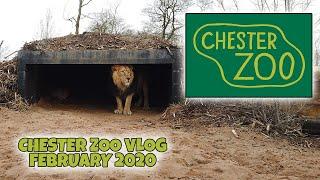 Chester Zoo Vlog February 2020 4k