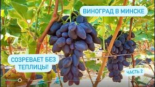 2/2 «Обзор ГФ винограда Калугина В.М. созревающих в открытом грунте. Минский р-н, Беларусь»