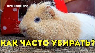 КАК ЧАСТО НУЖНО УБИРАТЬ У МОРСКИХ СВИНОК? Наш День. SvinkiShow