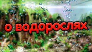 Что я думаю о занесении в свой аквариум водорослей. Возможно ли это?