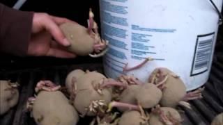 How to Plant Seed Potatoes in a Container