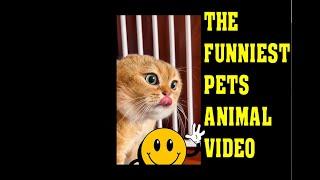 The FUNNIEST Pets Animal Videos #1