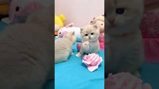 Милые маленькие британские котята #cats  #shortskittens  #kittens