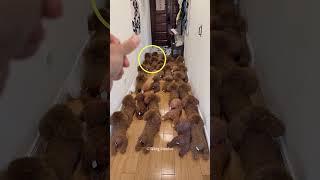 Naughty Dog Surprises His Owner