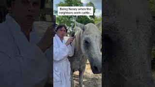 Cow working makes people crazy! #ranch #farm #ranching #cattleranch #cows