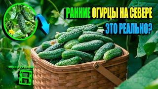 КАК ПОЛУЧИТЬ РАННИЙ УРОЖАЙ ОГУРЦОВ В ЗОНЕ РИСКОВАННОГО ЗЕМЛЕДЕЛИЯ? ЭКО-САД ВЫХОДНОГО ДНЯ 24-01