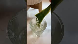  Snake Plant propagation!
