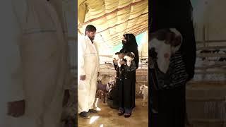 معرفی چوچه های دوگانگی بز - #Shorts