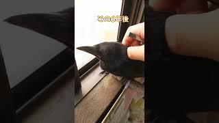 硬直して冷たくなっていたカラスを温めて揉んでから6年が経ちました